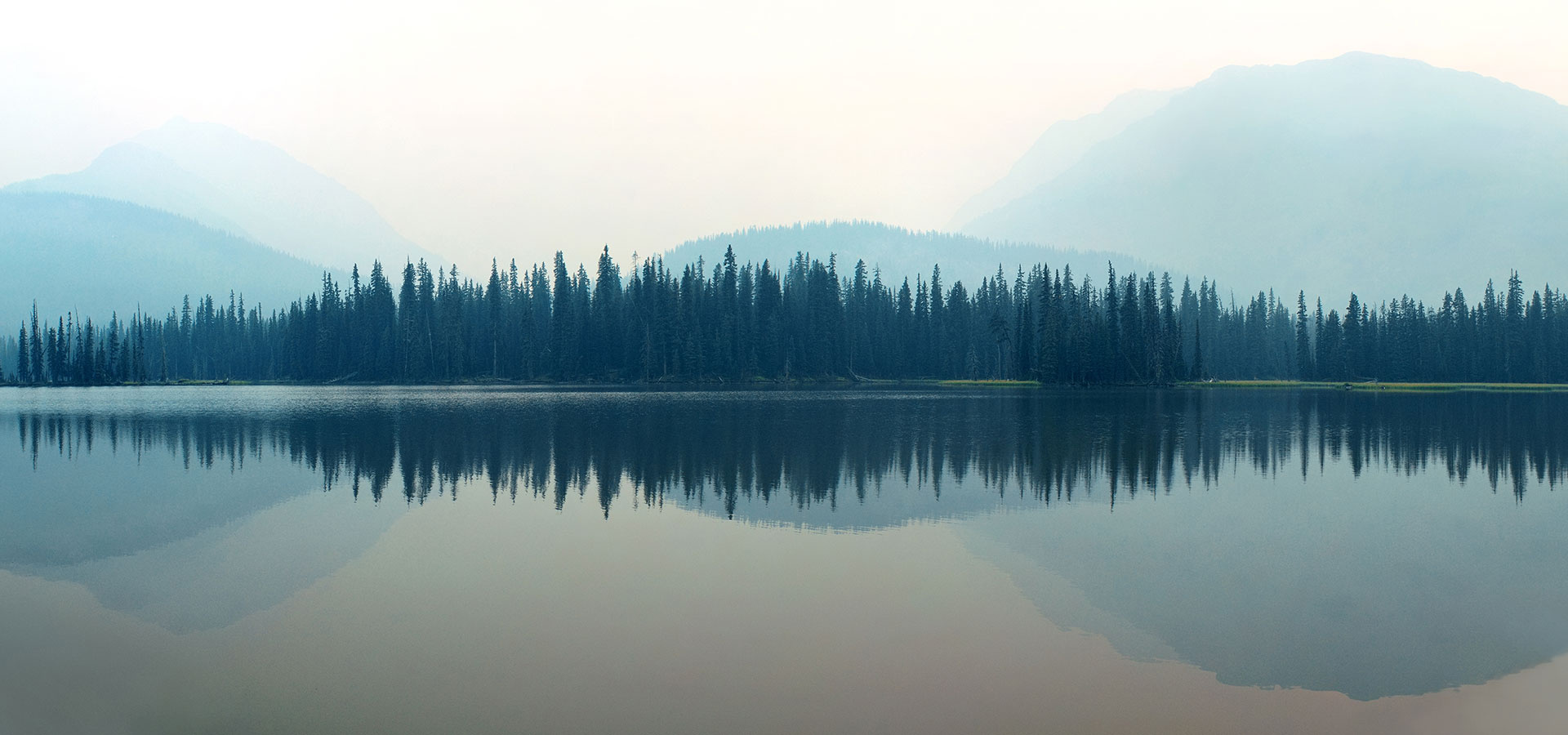 an image showing a foggy forest with pine trees and a river
