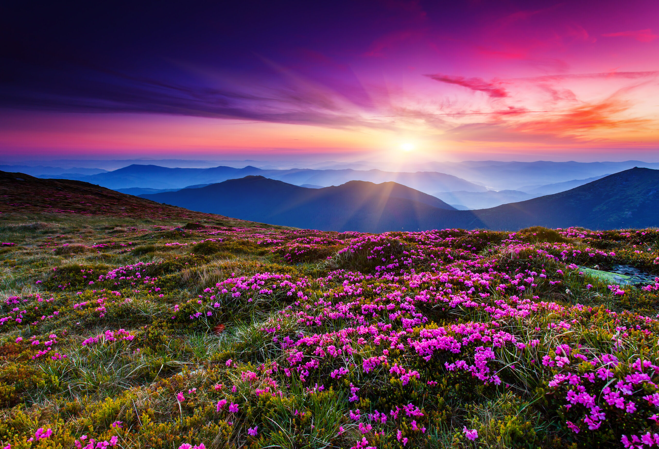 an image showing fields filled with pink flowers under sunset