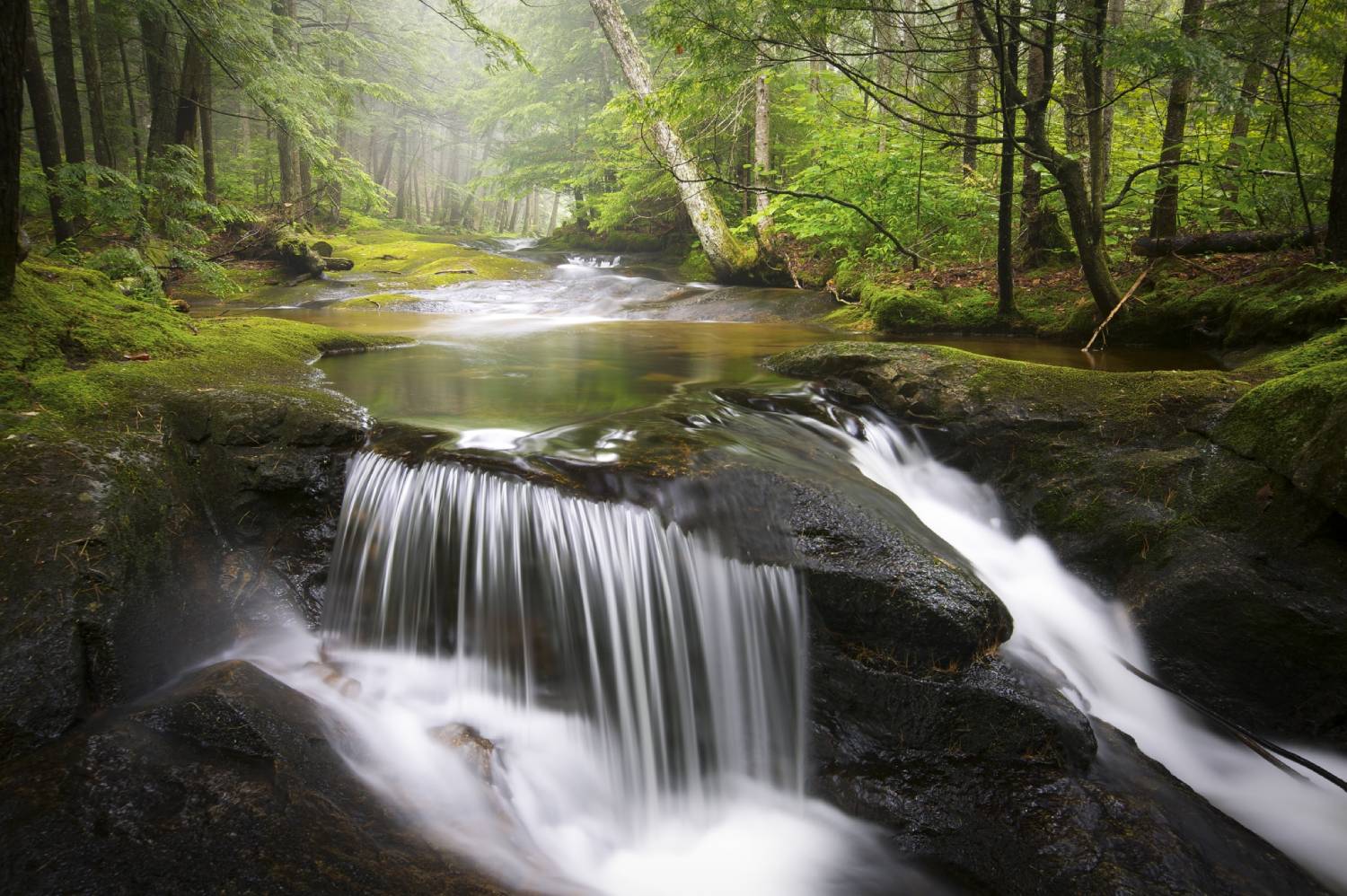 an image showing a river in a forest with a small downstream waterfall