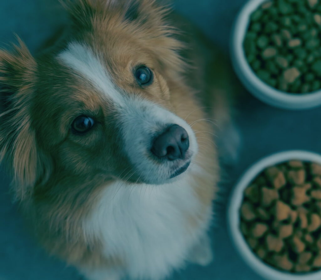 Resolution Pet Brands