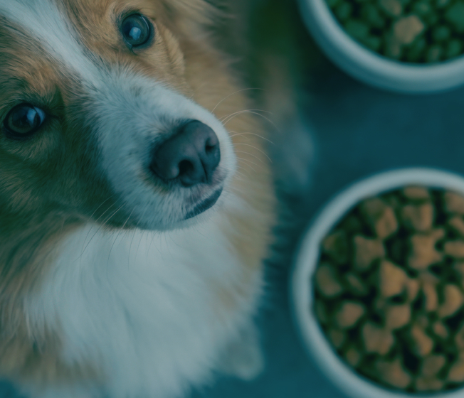 Resolution Pet Brands